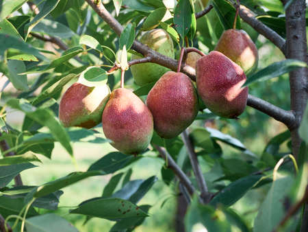 Organic pear in the summer garden.の写真素材