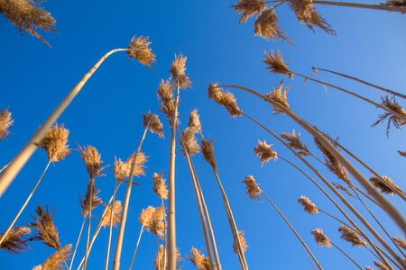 reeds against the blue skyの写真素材