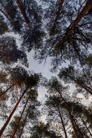 the tops of the pinesの写真素材