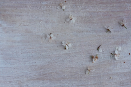light wooden background with delicate white petalsの写真素材