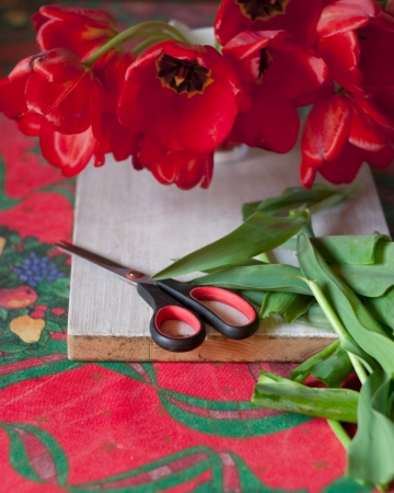 scissors and cut tulips on a wooden boardの写真素材