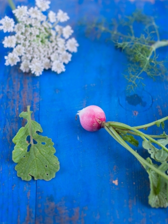plants - radish, dill, leaf and flower on the blue boardの写真素材