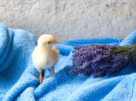 chicken and bunch of lavender on the blue terry towelの写真素材