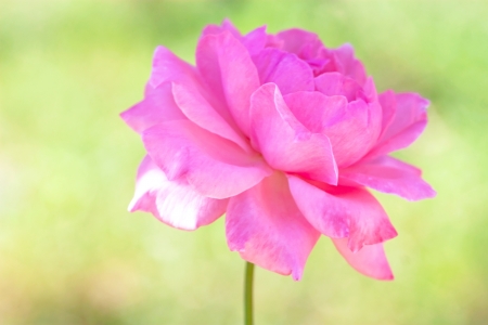 large tender flower - pink summer roseの写真素材