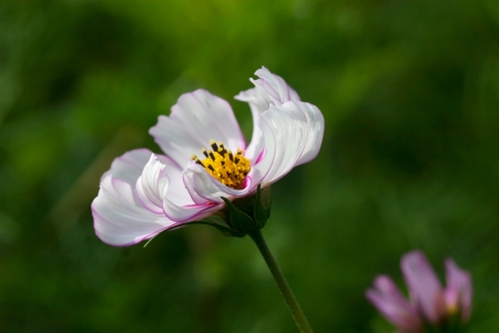 tender light flower bask in the sunの写真素材