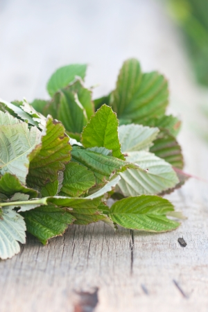 healthy collection -  raspberry leafs on the wood boardの写真素材