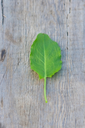 green leaf sorrel on the wood boardの写真素材
