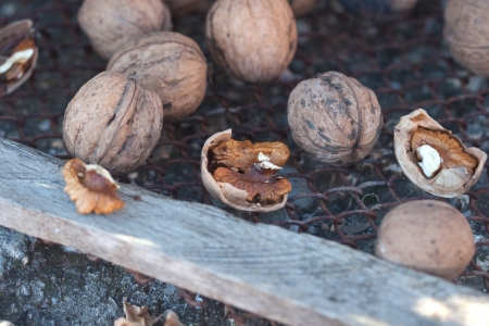 several safe and crack walnuts on the wire netting
