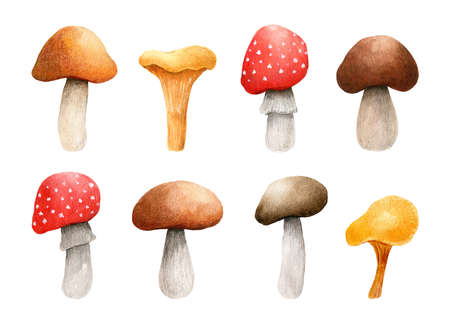 Set of forest mushrooms isolated on white background. Amanita, chanterelle, brown cap boletus. Watercolor hand-drawn illustration. Perfect for your project, card, prints, covers, patterns, invitationsの写真素材