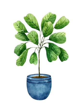 Green houseplant in a blue flower pot isolated on white background. Watercolor hand-drawn illustration. Perfect for your project, prints, cards, covers, posters, decorations, patterns, invitations.の写真素材