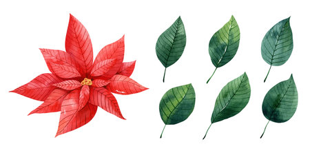 Watercolor set with red poinsettia and green leaves. Christmas star flower. Hand drawn illustration. Perfect for your project, cards, prints, covers, patterns, decor, invitations.の写真素材