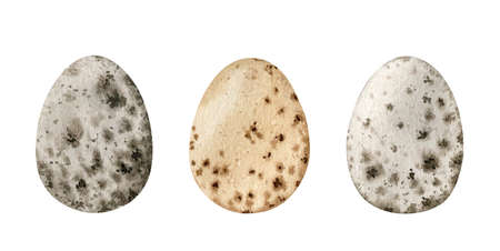 Watercolor set with quail eggs isolated on white backgroundの写真素材