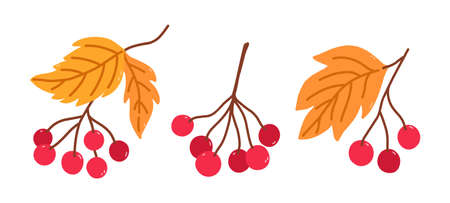 Set of twigs with viburnum berries and yellow leaves isolated on a white background. Vector...