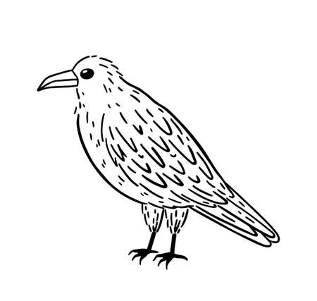 Black raven isolated on white background. Hand-drawn vector illustration in doodle style. Perfect for Halloween designs, cards, decorations.のイラスト素材