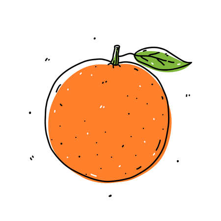 Orange fruit isolated on white background. Fresh citrus. Vector hand-drawn illustration in doodle style.のイラスト素材
