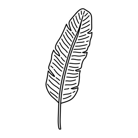 Tropical banana leaf isolated on white background. Vector hand-drawn illustration in doodle style. Perfect for logo, cards, decorations, various designs. Botanical clipart.のイラスト素材
