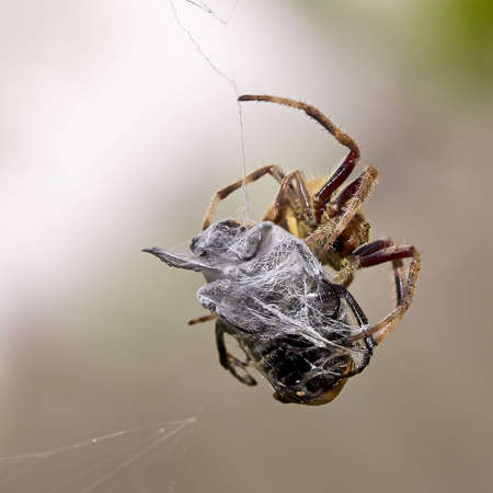 Spider wrapping its preyの写真素材