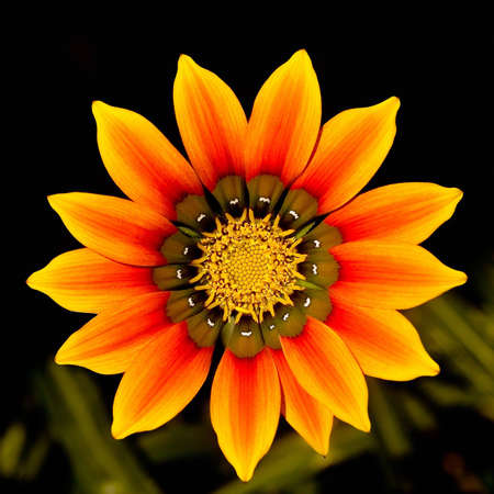 Gazania flower at close range, on dark backgroundの写真素材