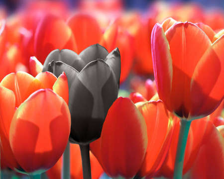 Close-up of a field of red tulips with one black flowerの写真素材