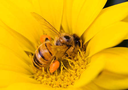 Bee on a yellow gazania flower, gathering pollen