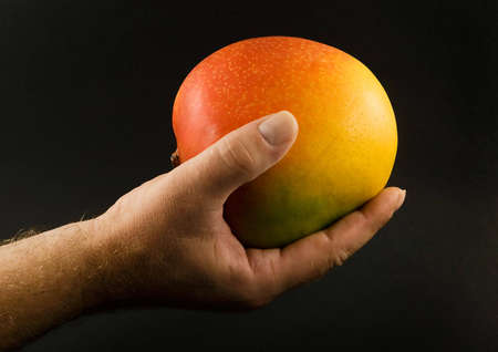 Large mango fruit in outstretched hand, on black backgroundの写真素材