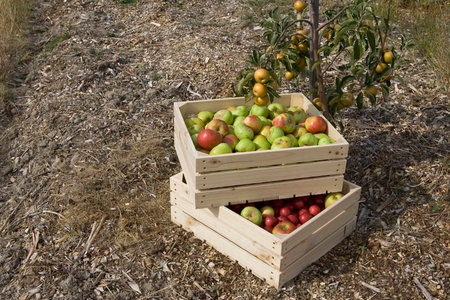 Apple crates in orchardの写真素材