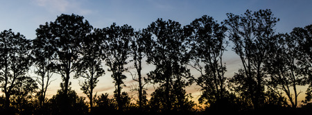 Panoramic trees after the sunsetの写真素材