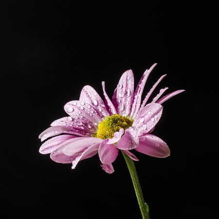 Isolated flower with water drop. Close-up.の写真素材