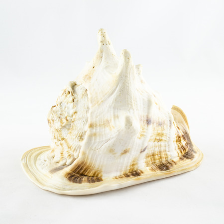 Big seashell isolated on white