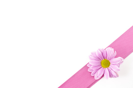 Empty postcard background with oxeye daisy flower and pink ribbonの写真素材