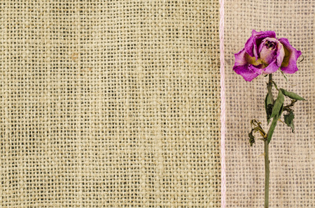 Dried rose flower and pink ribbon on linen backgroundの写真素材