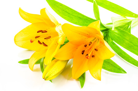 Lily flower on white backgroundの写真素材