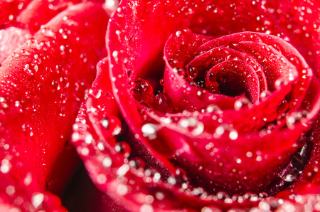 Macro of rose flower with water dropsの写真素材