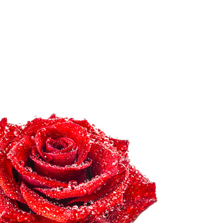 Rose flower with water drops on a white backgroundの写真素材