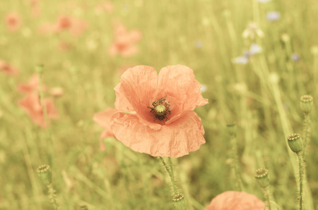 Wild poppy flowersの写真素材