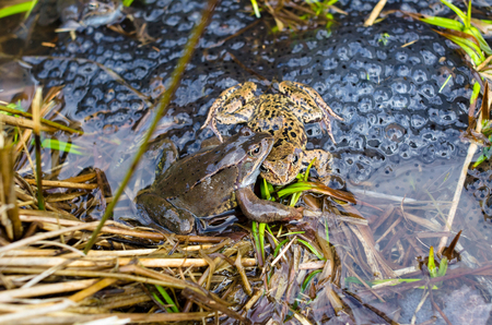 Copulation of the frog and frog spawn in pondの写真素材