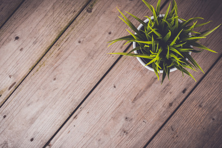 Green plant on an old wooden tableの写真素材