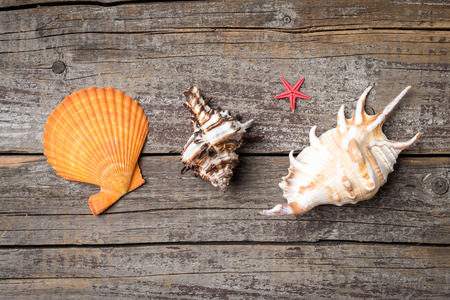 Seashells on an old wooden backgroundの写真素材