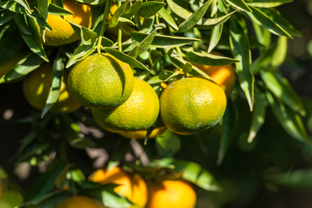 Ripe juicy orange mandarin on a treeの写真素材