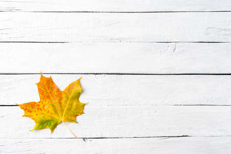 Colorful autumn leaf on white wooden table with copyspace. Top view