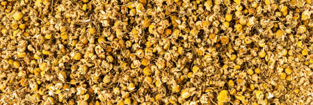 Background with dried camomile flowers. Banner