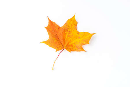 Yellow maple leaf isolated on white background. Autumn conceptの写真素材