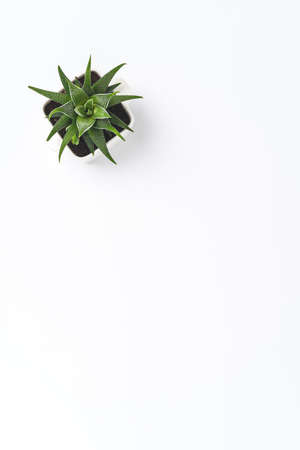 Green plant isolated on white background with copyspaceの写真素材