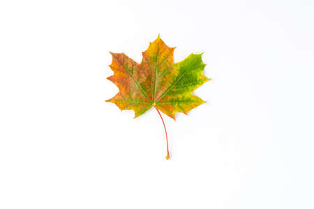 Autumn concept with colorful maple leaf isolated on white background. Top view