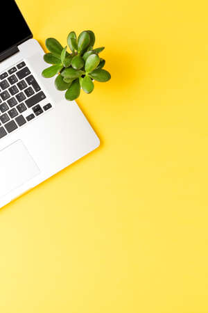 Elegant laptop with green plant on yellow table. Background with copyspaceの写真素材