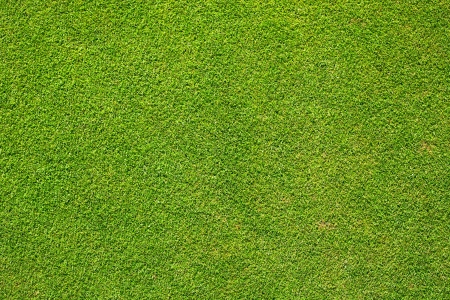 Green grass texture golf courseの写真素材