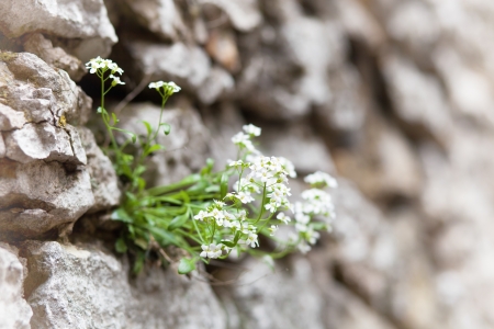 Maco blooming flowers on the rockの写真素材