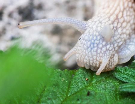 Macro roman snail eats leaf, closeupの写真素材