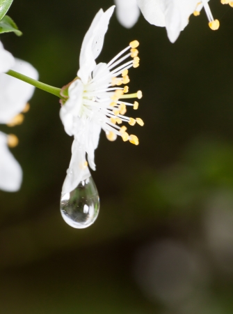 Macro water drops on cherry blossom, closeupの写真素材