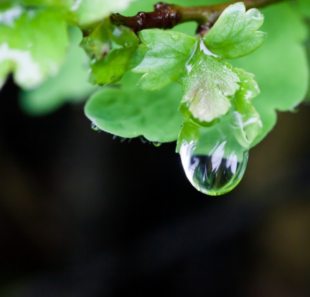 Macro water drops on green leaf, closeup